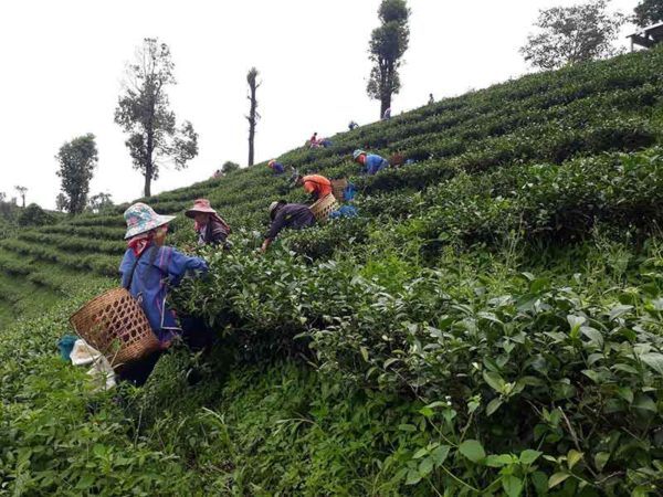 Assam Green Tea - Image 6