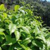 assam-green-tea-plant4