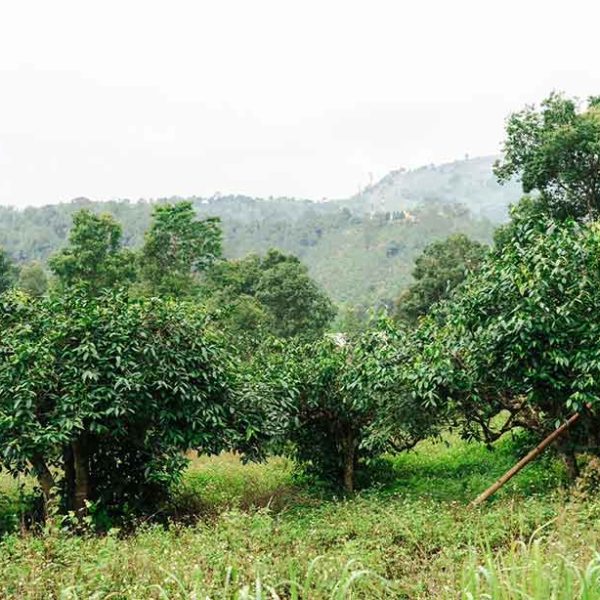 white-tea-thailand-plant2